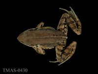 藏品(腹斑蛙)的圖片